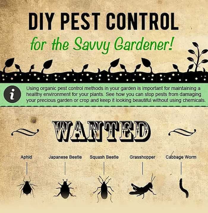 Gardening Infographic for Rank and Rent Website